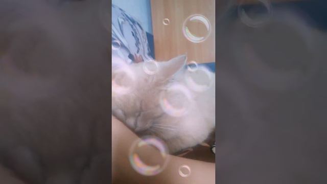 Тишка спит целый день смотреть онлайн