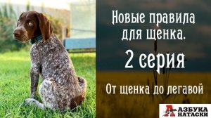 От щенка до легавой собаки - новые правила жизни!