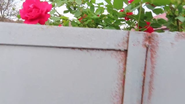 Прогулка по Майкопу. Красивая набережная у реки Белой. Бабочки. Купили чайник смотреть онлайн