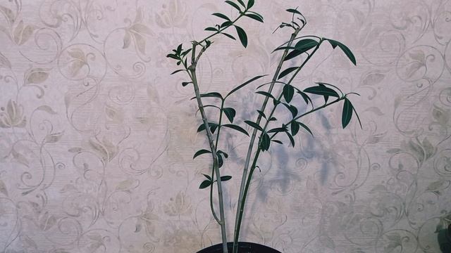 Обрезка олеандра