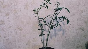 Обрезка олеандра