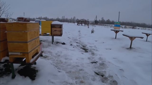 Пересаживаю пчёл зимой