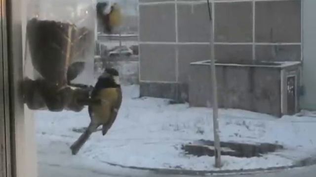 синички утром на завтраке смотреть онлайн