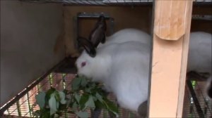 КРОЛИКОВОДСТВО Чем кормить КРОЛИКА ДЛЯ БЫСТРОГО РОСТА