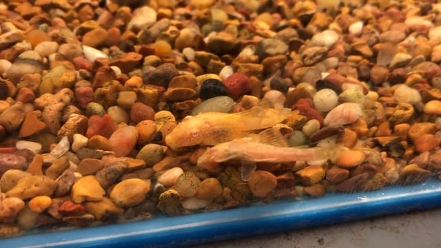 Top 10 Tank Mates For Bettas смотреть онлайн