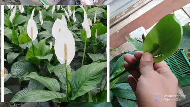 Obral tanaman 10 ribu || philo pink princes 15 ribu || maddani garden|| ummu aimal mutoharoh смотреть онлайн