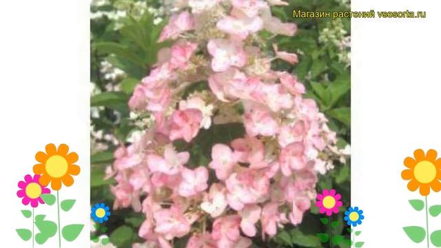 Гортензия метельчатая Илво Минди. Краткий обзор, описание hydrangea paniculata Ilvo Mindy смотреть онлайн