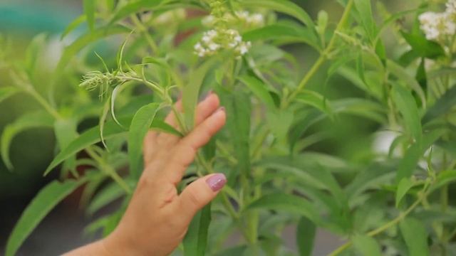 Буддлея Давiда Уайт Проф'южн / Buddleja d. 'White Profusion'. Арт.4127 смотреть онлайн