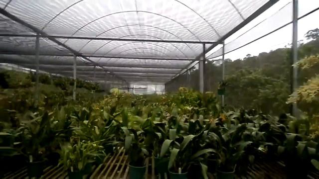 🌺🌺 Orquídea | Colibri Orquídeas, plantas Especiais смотреть онлайн