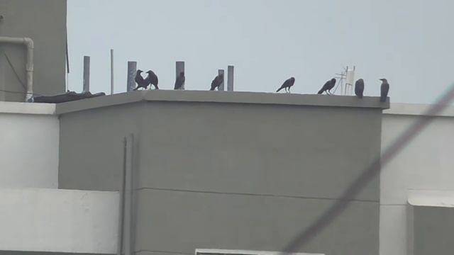 Zoom of Panasonic Handycam HC-V110 смотреть онлайн