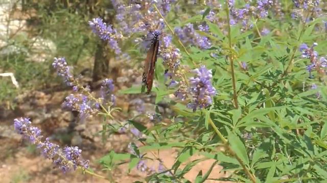 Butterfly on Agnus Cactus смотреть онлайн