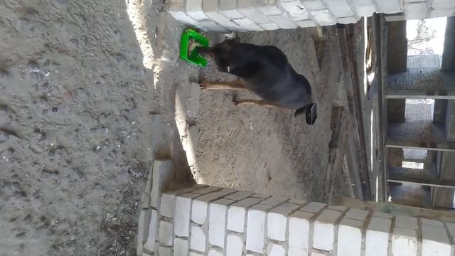 Еда бездомным животным | Homeless animals смотреть онлайн