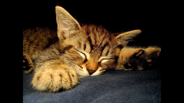 Мурчание кошки | Cat purring | Мурлыканье кошки для сна и успокоения | Урчание кошки| Трещание кошк смотреть онлайн