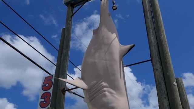 What happened to the Great Whites we put in aquariums? смотреть онлайн