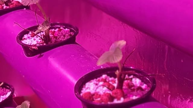 Выращиваниеклубники круглый год технология и секреты ч.1 #Клубника #гидропонике #бизнес # смотреть онлайн