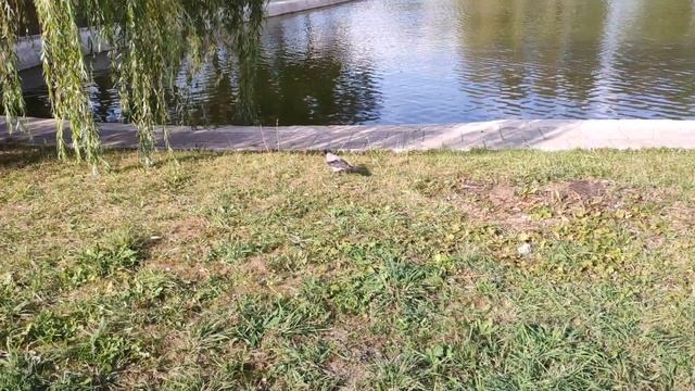 Xiaomi MI 8 (режим slo mo) смотреть онлайн