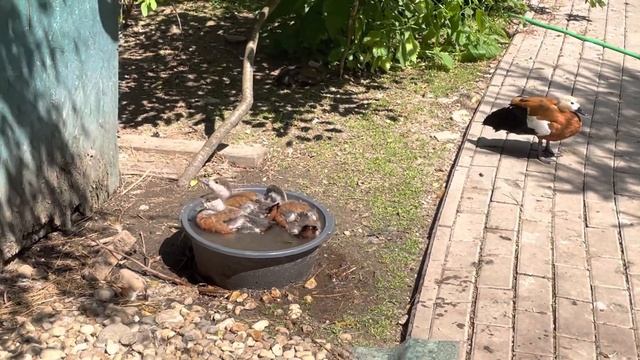 Рыжая утка Огарь. Птенцам месяц. смотреть онлайн