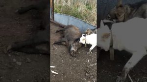 притравка лаек по кабану