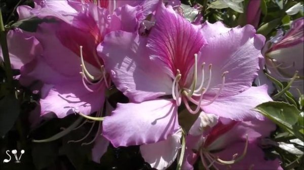 Bauhinia variegata / Баугиния (Баухиния) пестрая / בוהיניה מגוונת