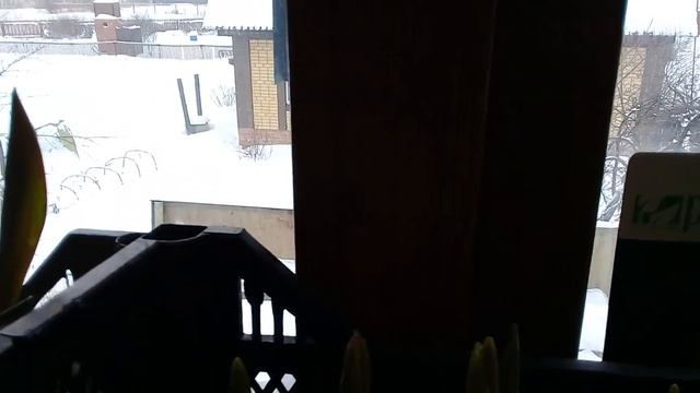 выгонка тюльпанов к 8 марта в домашних условиях смотреть онлайн