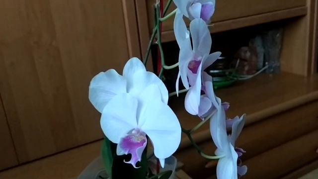 Орхідея фаленопсис Phal. Celebration - Фаленопсис Свято смотреть онлайн