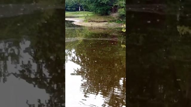 Дикие Утки едят Хлеб смотреть онлайн