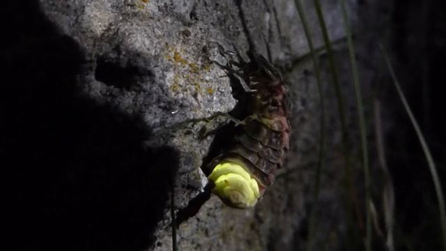 Female Glow Worm - Lampyris noctiluca смотреть онлайн