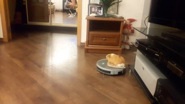 Guinea pig Steve and the Mamibot EXVAC660 Robot Vacuum Cleaner смотреть онлайн