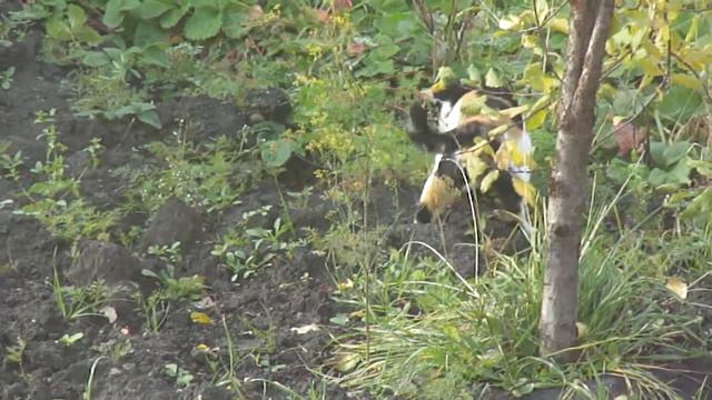 Кошечка играет с мышкой !