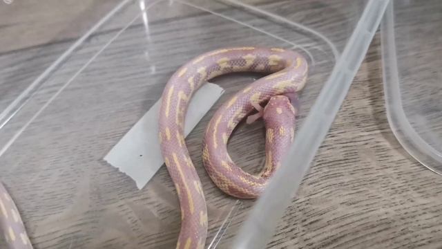 Кормим королевскую калифорнийскую змею. смотреть онлайн