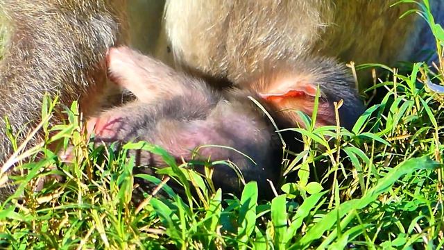 Update...Finally, The umbilical cord was cut out from mother Viola and newly baby monkey. смотреть онлайн
