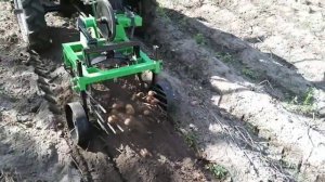 Картофелекопалка КТ-3, Кентавр Т-18, Копка картошки на незаросшем участке