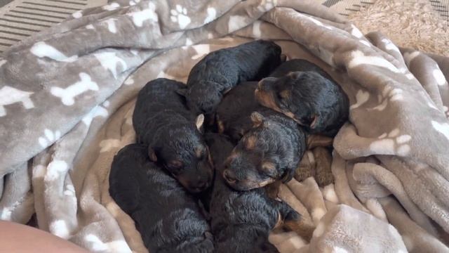 Joy-Mongo 5/28/23 welsh puppies 2 weeks old смотреть онлайн
