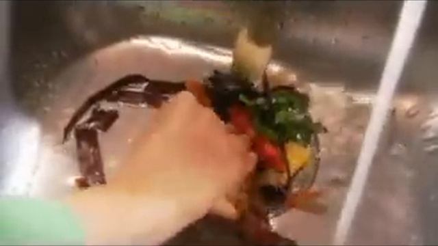 Insinkerator Evolution