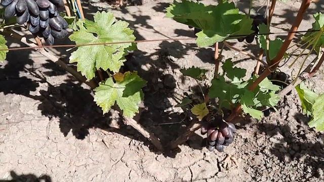 ГФ Винограда АИДА (Калугин В.М.). 08.09.2023г.