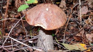 Подберезовик розовеющий (Leccinum roseofractum)