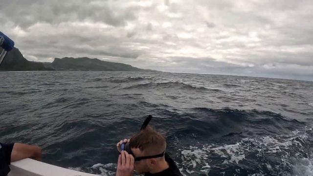 Плавание с горбатыми китами на Маврикии. Развлечение в Индийском океане. смотреть онлайн