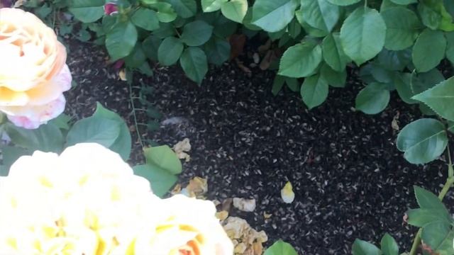 Чайно-гибридная роза Карамель Антик .Rose Caramel Antike ( Tantau ) смотреть онлайн