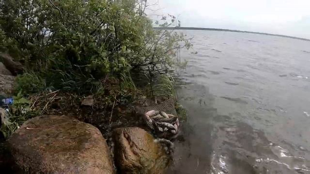 Рыбалка на окуня на озере Лобаново. смотреть онлайн