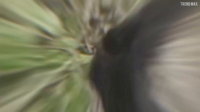 The FASTEST ANIMALS In The World