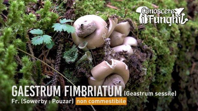 Conoscere i Funghi_14 Geastrum fimbriatum 180918 смотреть онлайн