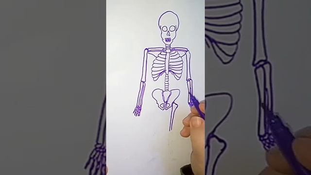 كيف ترسم هيكل عظمي للأنسان؟ how to draw human skeleton easily смотреть онлайн