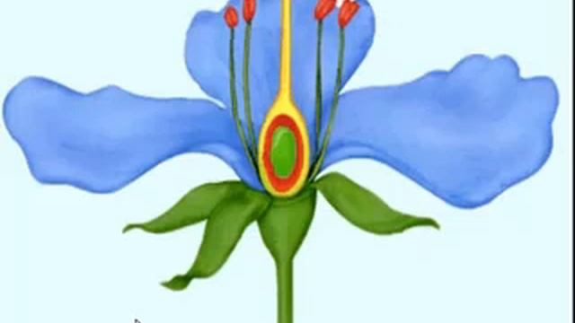 Строение цветка смотреть онлайн