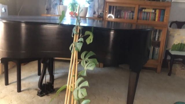 Plant Disaster - My Giant Rhaphidophora Snapped! - Liquidambar Girl Gardening смотреть онлайн