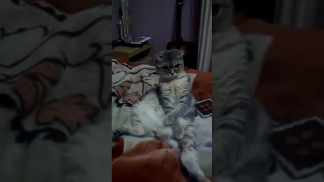 Раз, Два, Три! Кошачья фигура на месте замри! смотреть онлайн