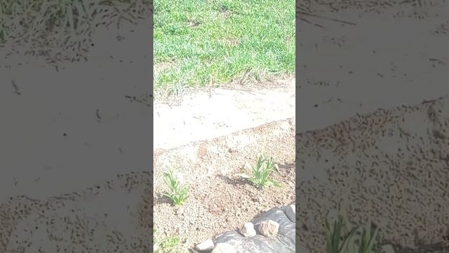 Приехала на дачу в мае.Участок радует глаз.Весна пришла.02.05.2023 смотреть онлайн