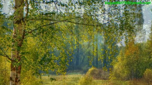 Берёзы России. смотреть онлайн