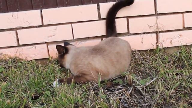 СИАМСКИЙ КОТ ГУЛЯЕТ смотреть онлайн