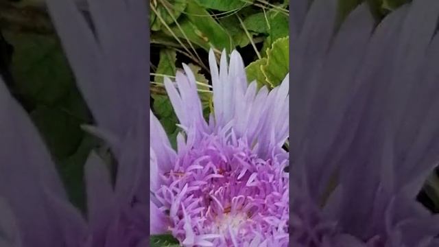 Stokesia laevis ??? смотреть онлайн