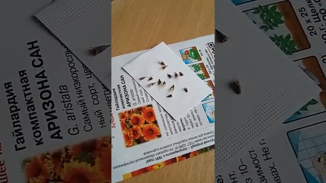 Гайлардия компактная АРИЗОНА САН? ПОСЕВ 17.02.2019 Многолетник смотреть онлайн